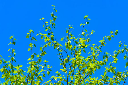 Green leaves of birch against the blue sky. Spring background.の写真素材