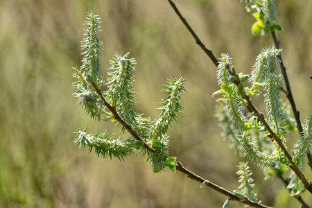 Blossoming branches of a willow close-up in springの写真素材