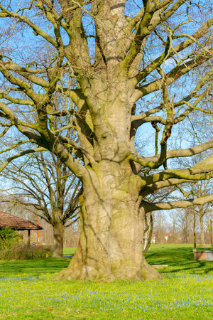 Big old copper beech in the meadow with blue crocusesの写真素材
