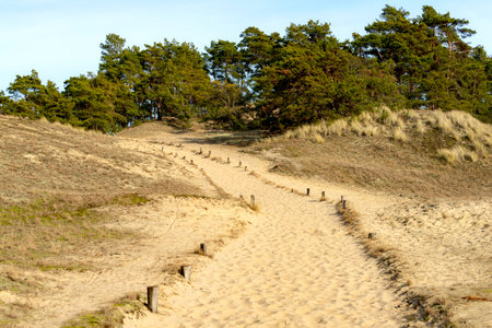 Dunes on the coast of the Elbe river in Germany.の写真素材
