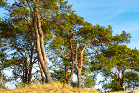 Pine trees in the forest on a sunny day. Summer landscape at the Elbe river in Germany.の写真素材