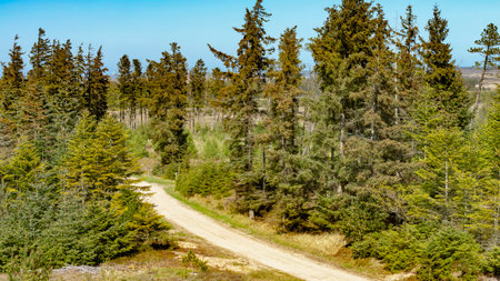 A dirt road in the coniferous forest. High quality photoの写真素材