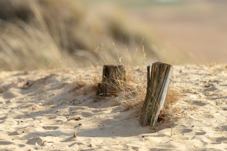 Wooden poles on the sand dunes of the Elbe river in Germany.の写真素材