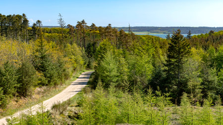 Panoramic view of a forest road in the middle of a forest in the north of Denmark.の写真素材
