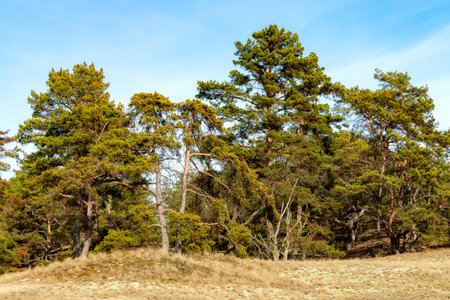 Pine trees on the slope of a mountain in the spring at the Elbe river in Germany.の写真素材