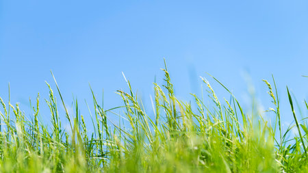 Green grass on a background of blue sky.の写真素材