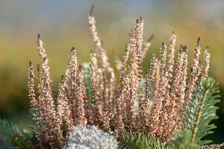 Calluna vulgaris is a species of flowering plant in the family Ericaceae.の写真素材