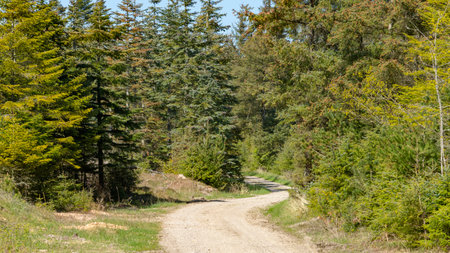 Dirt road through the coniferous forest on a sunny day in Denmark.の写真素材