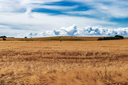 Wheat field under a blue sky with white clouds. Rural landscape.の写真素材