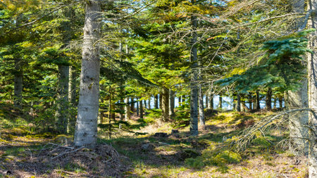 Panoramic view of the beech forest on a sunny day.の写真素材