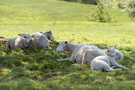 Sheep in the meadow. Farm animals. Spring time.の写真素材