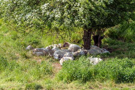 Sheep grazing in the shade of a tree on a sunny dayの写真素材
