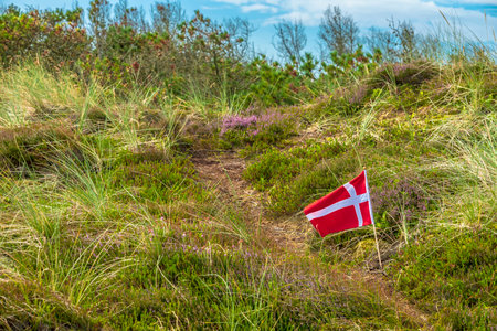 National flag of Denmark on a hiking trail in the dunes.の写真素材
