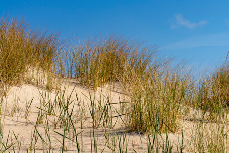 Dunes on the North Sea coast of Denmark in spring time.の写真素材