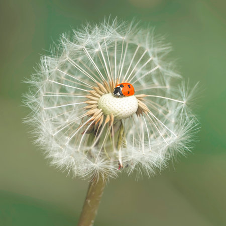 Ladybug on a dandelion flower. Close up. Macroの写真素材