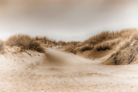 Sand dunes on the North Sea coast in Denmark. Toned. Soft.の写真素材