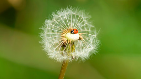 Ladybug on a dandelion flower in the nature. macroの写真素材