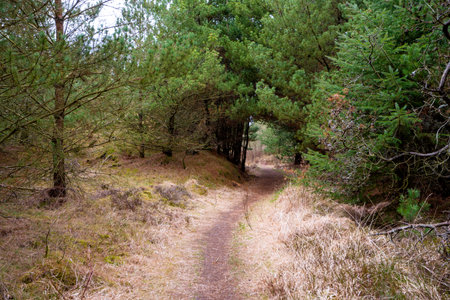 Path in the forest in springtime, with tall pine trees in the background in Denmark.の写真素材