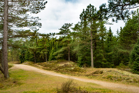 Landscape with a road in the middle of a coniferous forest in Denmark.の写真素材