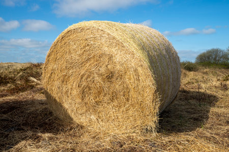 Hay bales in a field on a sunny day with blue skyの写真素材