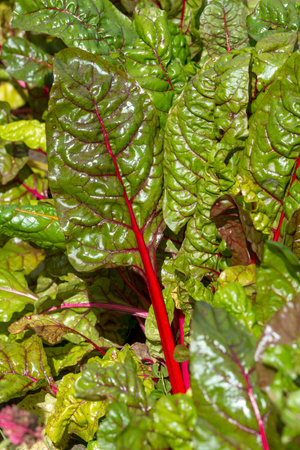 Organic chard growing in the garden. Selective focus.の写真素材