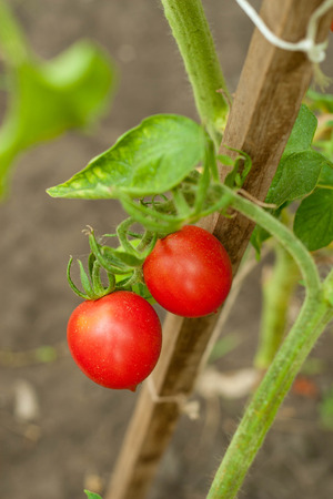 growth tomato. vertical. close upの写真素材