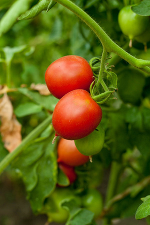 growth tomato in vegetable garden, vertical, close upの写真素材