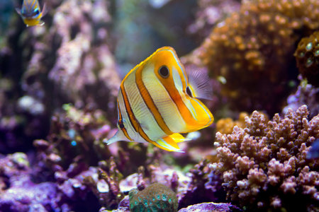 Copper band butterfly fishの写真素材