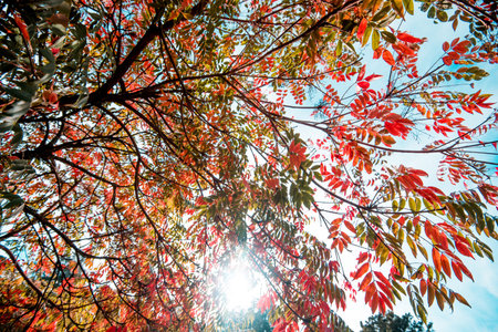 Colourful autumn leaves on a sunny day