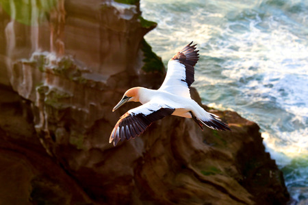 Gannet in flightの写真素材