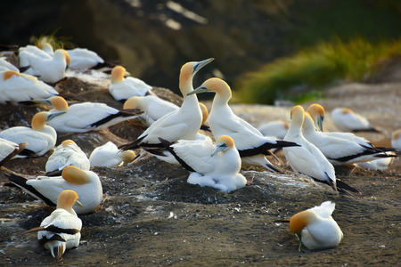 Gannet bird colony. Muriwai beach, New Zealandの写真素材