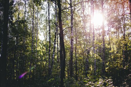 Beautiful pine forest, background. Summer, sunray. Concept nature, environment.の写真素材