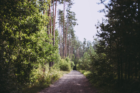 Path between trees in forest on sunny summer day. Concept nature, environment.
