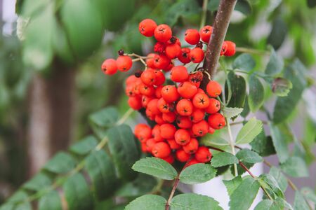 Bunch of bright red rowan berries on green branch.の写真素材