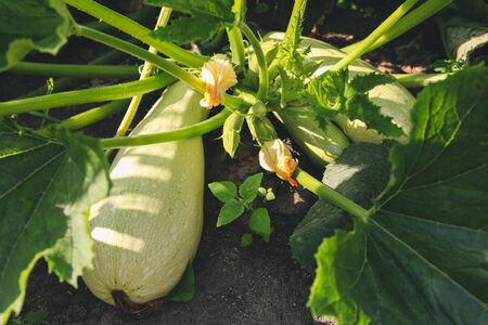 Ripe green zucchini growing in garden. Concept agriculture.の写真素材