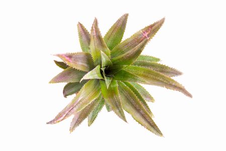 Pineapple leaves isolated on a white background.の写真素材