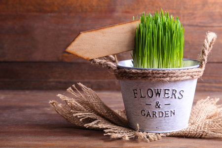 Sprouted wheat grass in pots on a brown wooden background.