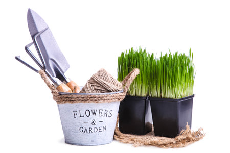 Sprouted wheat grass in a pot and garden tools isolated on a white background.の写真素材