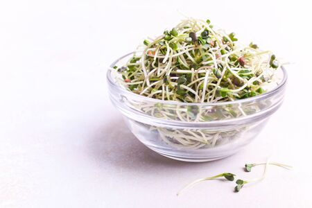 Radish microgreen in a glass bowl on a white background.の写真素材
