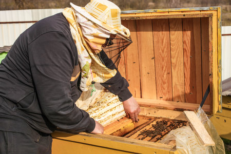 A beekeeper holds a honeycomb with bees in an apiary close-up. Apiculture