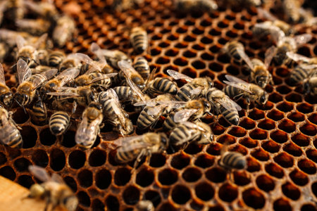 A lot of bees on empty honeycombs in an apiary close-up. Apiculture
