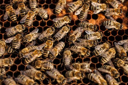 A lot of bees on empty honeycombs in an apiary close-up. Apicultureの写真素材