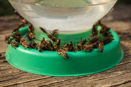Bees drink water from a can in an apiary. Beekeeping.の写真素材