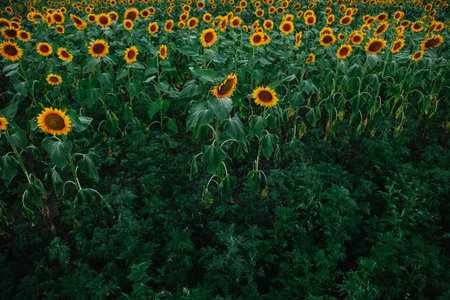 Field of young orange sunflowers.