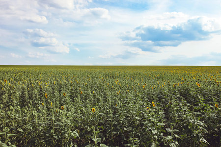Sunflowers field against the blue sky. Agriculture, landscape