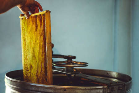 The beekeeper puts the honeycomb into the honey extractor. Apiculture.の写真素材