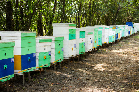 Wooden hives in an apiary with bees. Apiculture.