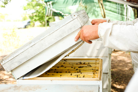 The beekeeper opens the bee house. Apiculture.