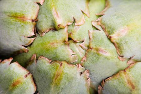 Fresh artichoke texture close up.の写真素材