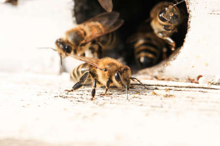 Bees fly into a wooden bee hive. Apiculture.の写真素材